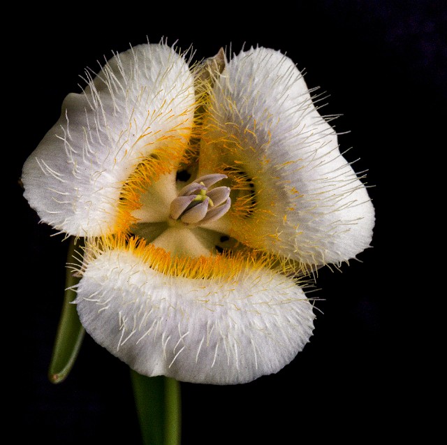 Calochortus subalpinus - Cascade Mariposa Lily 15-1205_1.jpg